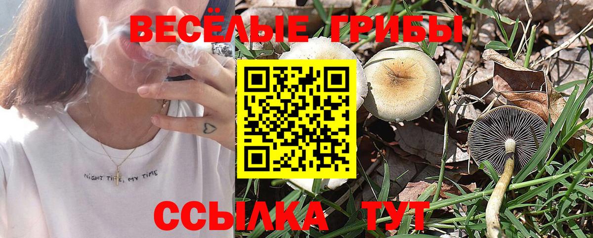 Карталы  Псилоцибиновые грибы Psilocybine cubensis  Вход с VPN  Псилоцибиновые грибы Psilocybine cubensis 